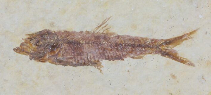 Knightia Fossil Fish - Wyoming #60859